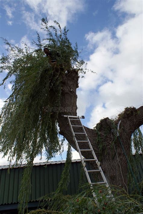 Gardener Pruning a Willow in Autumn. Stock Photo - Image of lader ...