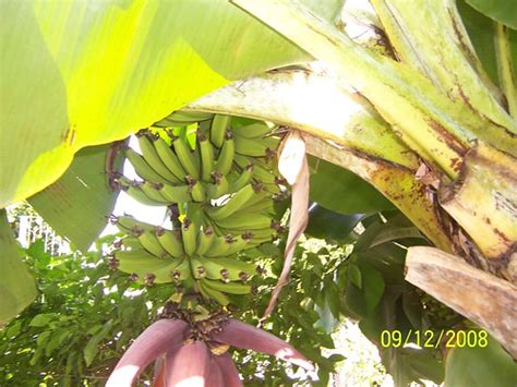 Growing Bananas In A Square Foot Hydroponic System Flickr