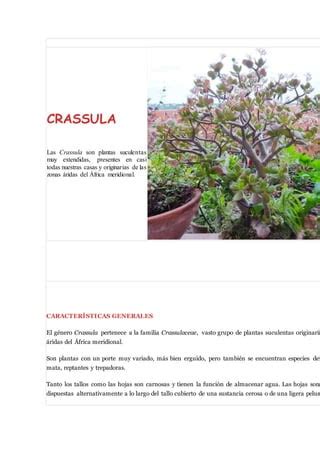 Arbol De Jade Crassula Ovata Pdf