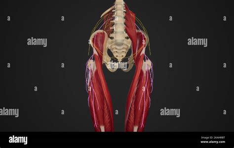 Évolution du nerf cutané fémoral latéral Photo Stock Alamy