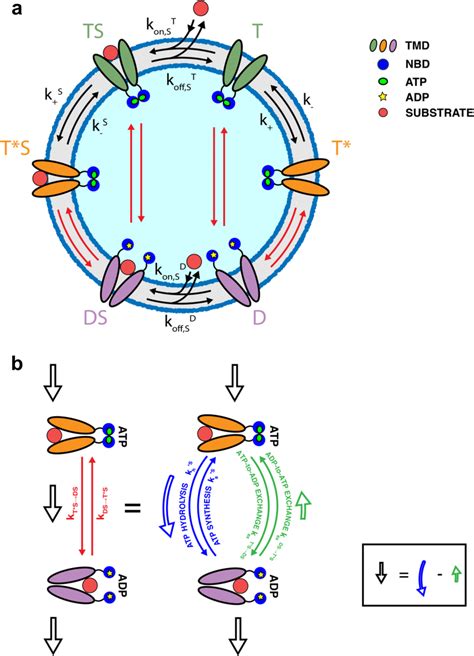 Model Of Abc Transporter A Abc Transporters Are Embedded In A Membrane