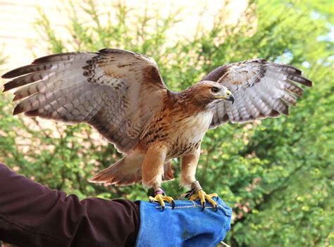 Chicken Hawk vs Red-Tailed Hawk: How to Tell These Birds Apart