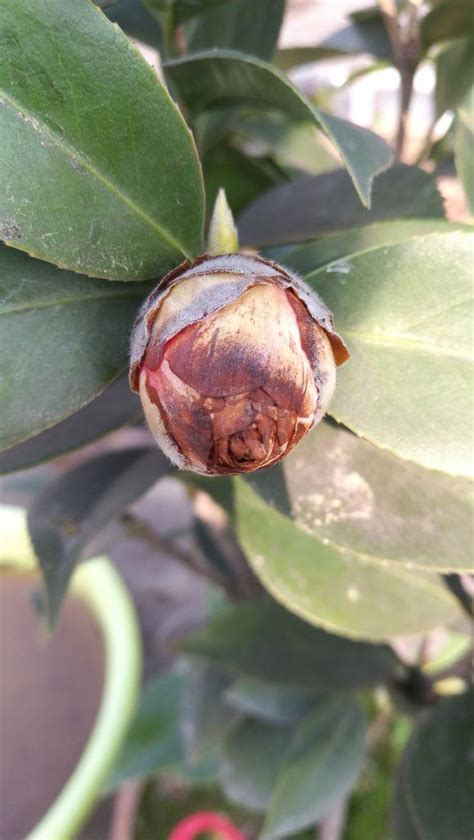 茶花花苞打不開？用上3個「土」方法，一夜綻放，滿樹花開 每日頭條