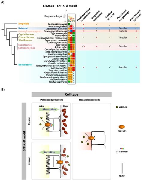 Fishes Free Full Text Identification Of A Novel Nucleobase