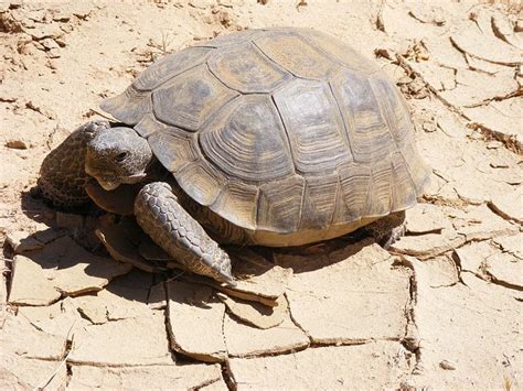 Picture 7 of 7 - Desert Tortoise (Gopherus Agassizii) Pictures & Images - Animals - A-Z Animals