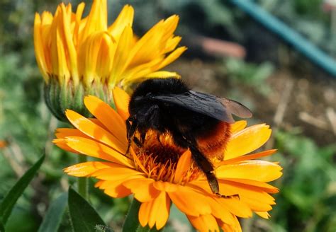 Urban Pollinators Bumblebee Queens Fat Bottomed Girls In Need Of Food