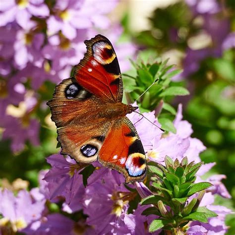 European Peacock Butterfly By Jouko Lehto Peacock Butterfly