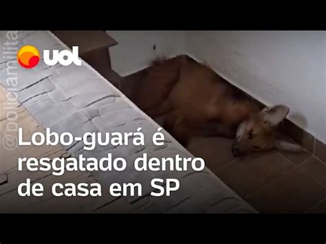 Pol Cia Ambiental Resgata Lobo Guar Em Casa No Interior De Sp