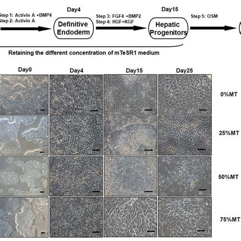 Generation Of Hepatocyte Like Cells Derived From H1 Cells Note A