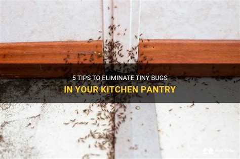 5 Tips To Eliminate Tiny Bugs In Your Kitchen Pantry Shunshelter