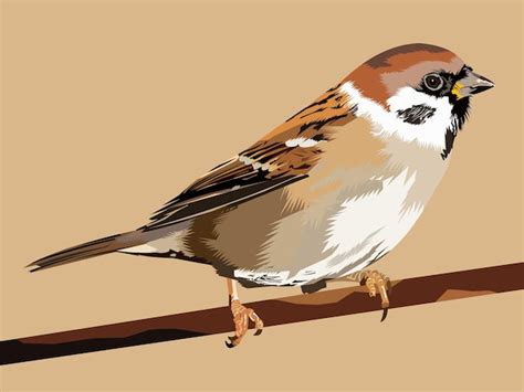 Premium Vector Eurasian Tree Sparrow Bird Vector Illustration