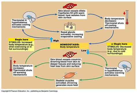 Ca 9 Homeostasis And Thermoregulation Mr Scheuchs Science Site