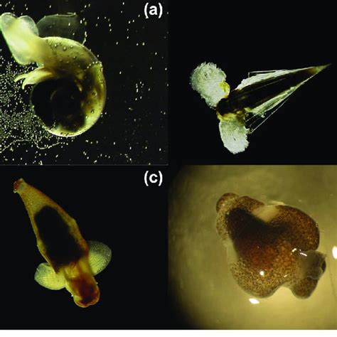 (PDF) Pteropods and climate off the Antarctic Peninsula