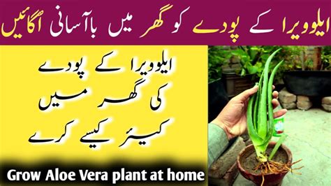 How To Grow Aloe Vera At Home How To Grow Aloe Vera Plant How To