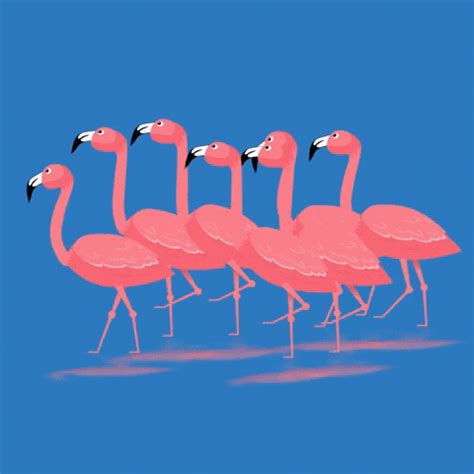 Flamingo Walk GIFs - Find & Share on GIPHY