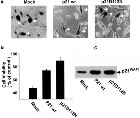 Ectopic Expression Of Wild Type P21 Waf1cip1 P21 Wt And P21d112n A