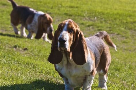 How bassets can be high maintenance – Domestic Executive