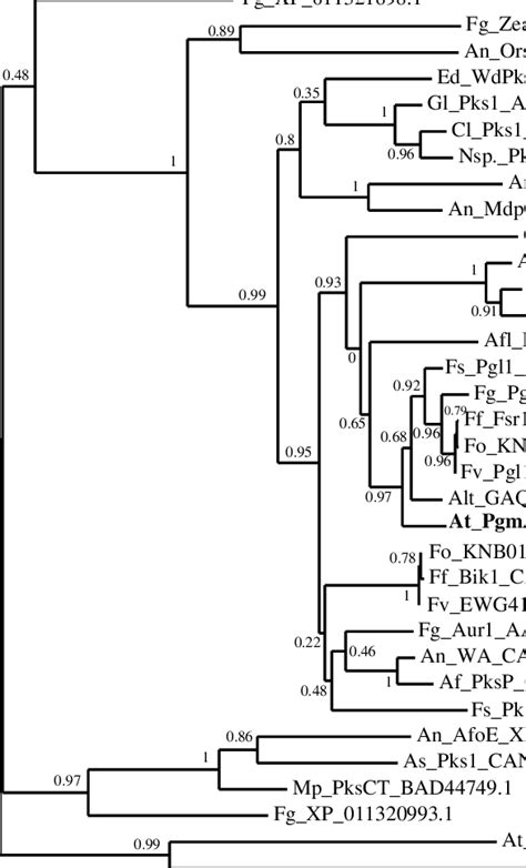 Phylogeny Of Different Fungal Polyketide Synthases Including Pigment