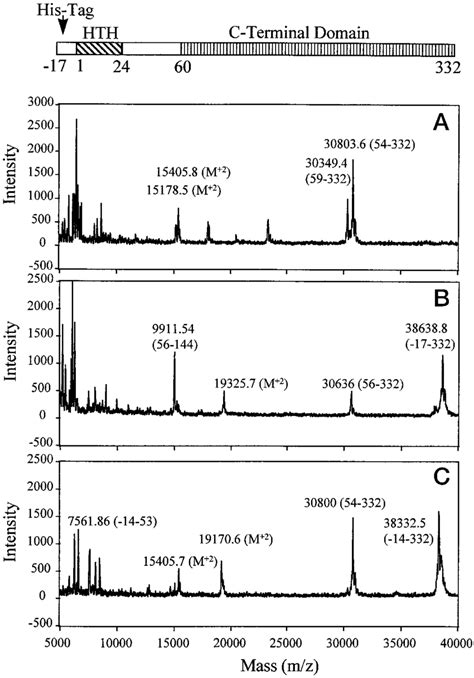 Maldi Tof Mass Spectra Of Proteolytic Digests Of Ccpa Mass Spectra