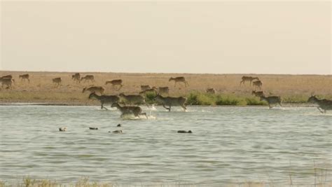 A message of hope for saiga conservation | Saiga Conservation Alliance