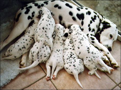 Dalmatian Dog Reviews and Pictures Collections | Dogs Breeds and ...