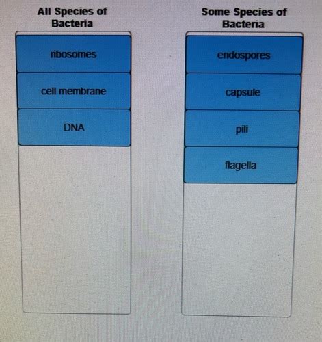 Microbiology Unit Exam Chapters Flashcards Quizlet