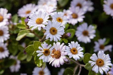 Daisy Bush Olearia Tomentosa Low Form Native Plant Project