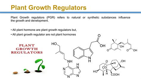 Application Of Plant Growth Regulators PGR S In Agriculture PPT