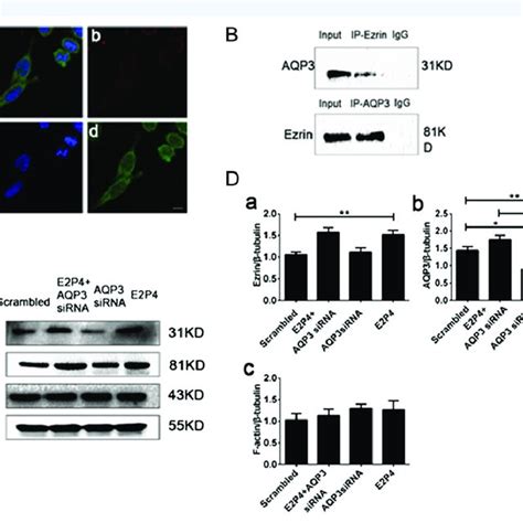 A Co Immunolocalization Of Aqp And Ezrin Ezrin And Aqp Are