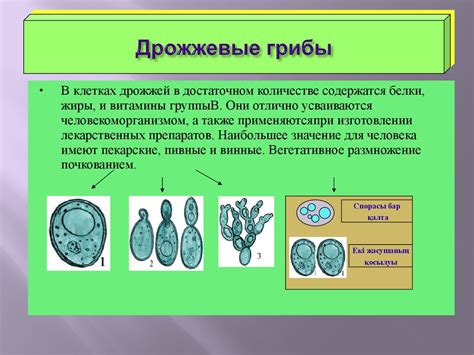 Грибы - царство живой природы - презентация онлайн