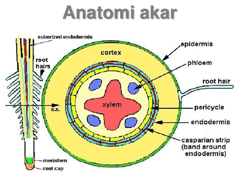 Gambar Xilem Dan Floem Pada Akar Ini Berarti Xilem Dan Floem