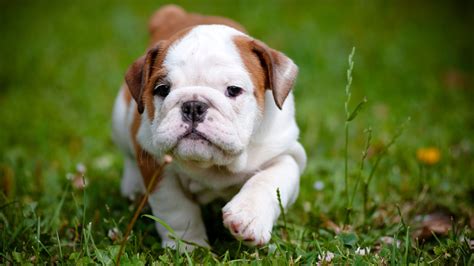 Red And White Baby English Bulldog 4k Hd Wallpapers Hd Wallpapers