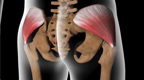 Why We Should Strengthen Our Gluteus Medius Muscle Exercises