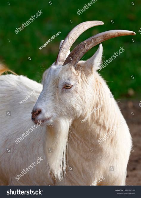 White West African Dwarf Goat Capra Stock Photo 1934184353 Shutterstock