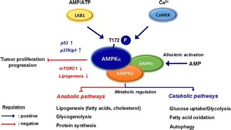 Ampk Activators Mechanisms Of Action And Physiological Activities