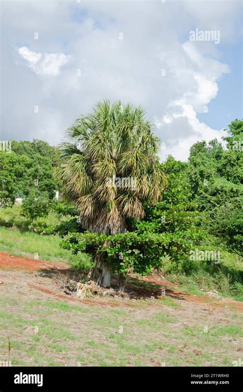 Silver Thatch Tree Stock Photo Alamy