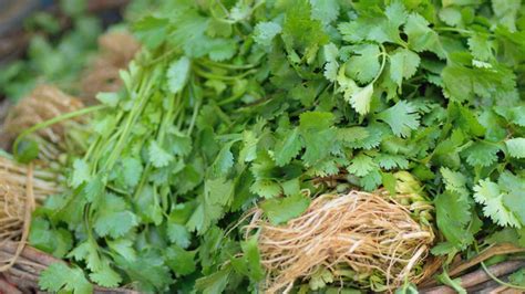 C Mo Conservar El Cilantro Fresco Por M S Tiempo