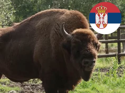 POSLE 200 GODINA: Bizoni ponovo u Srbiji