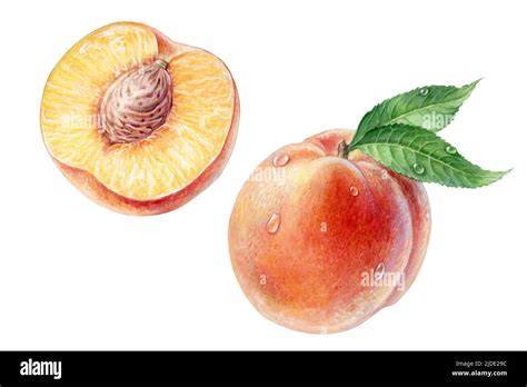 Peaches With Green Leaves And Drops Watercolor Illustration Stock