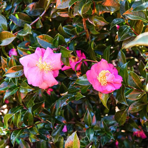 Camellia Sasanqua Rose Ann Divine Plants Online Shop