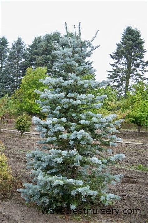 Silver White Fir Abies Concolor Candicans Evergreens Pinterest