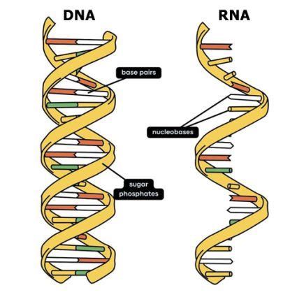 DNA vs RNA: What’s the Difference? - Earth How