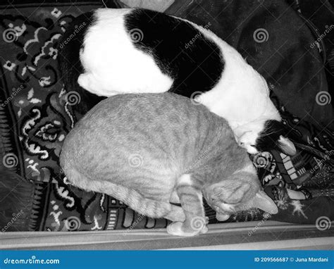 A Pair Of Cats Are Sleeping On A Prayer Mat Stock Image Image Of