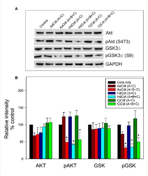 Figure 2 From The Active Subunit Of The Cytolethal Distending Toxin