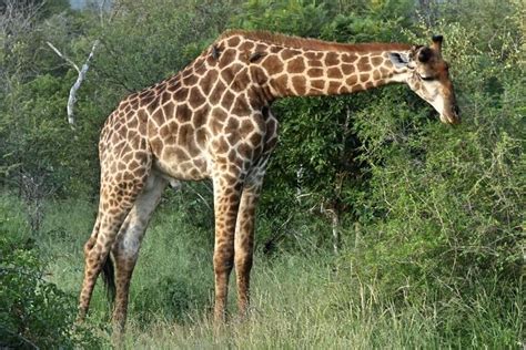 Tripadvisor Ganztägige Safari im Krüger Nationalpark Parkeingang