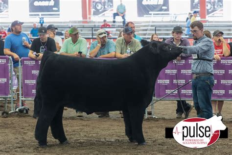 Wisconsin State Fair Junior Market Steers Maine Anjou The Pulse