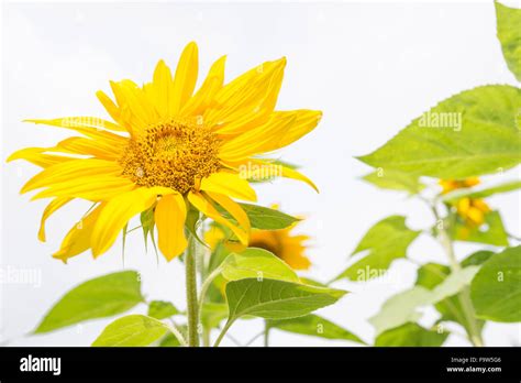 Bright Yellow Sunflower Stock Photo - Alamy