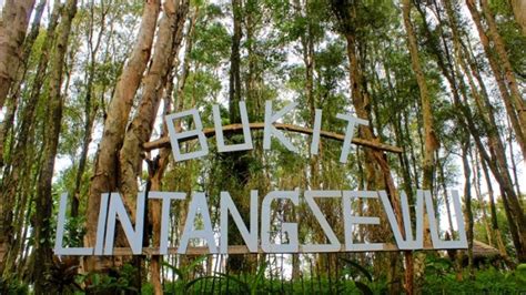 Bukit Lintang Sewu Destinasi Wisata Baru Dengan Hutan Kayu Putih Yang