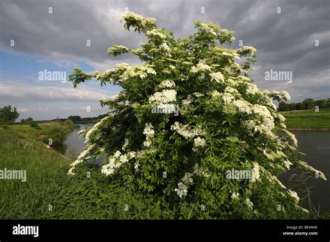 Gewone Vlier Sambucus Nigra In Bloei Belgi Flowering Common Elder Tree Sambucus Nigra