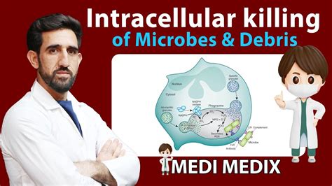 Intracellular Killing Of Microbes And Debris Pathology 8 YouTube